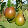 Perenboom 'Bonne Louise' laagstam